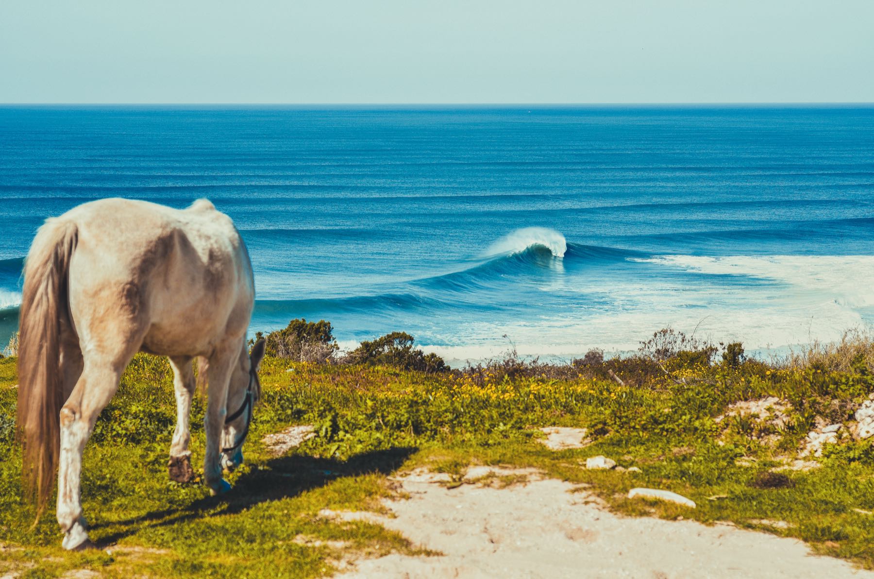 A white horse grazing on the clifftop grass above a wave peeling along the beach below.
