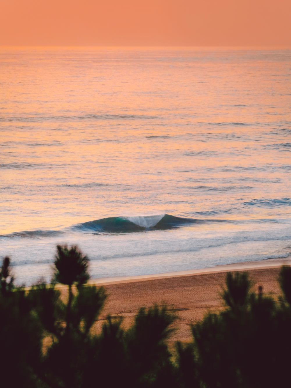 An empty wave breaking at first light, seen from the pines above the beach.